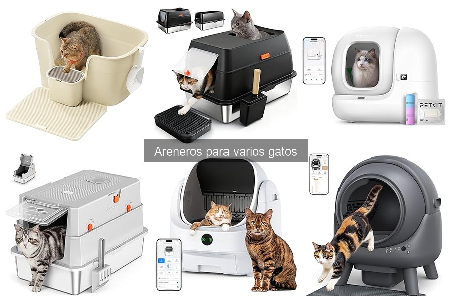 ¿Qué es un arenero para varios gatos? Descubre sus beneficios