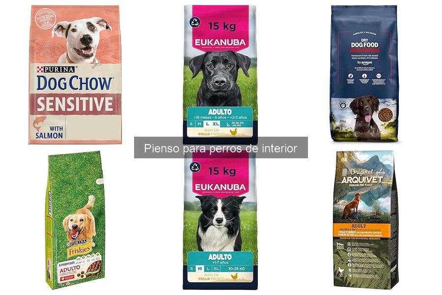 ¿Qué hacer si mi perro de interior no quiere comer su pienso?