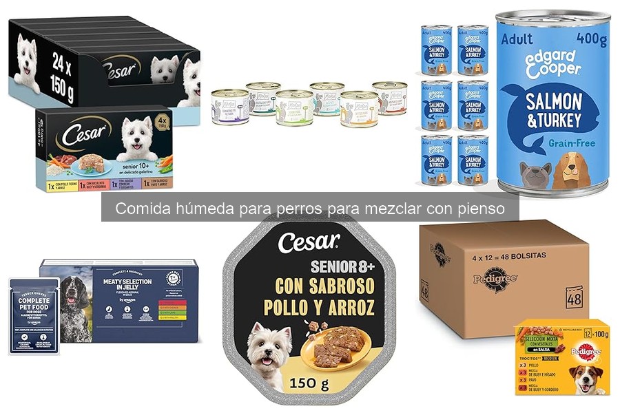 ¿Qué hacer si mi perro no quiere comer comida húmeda?