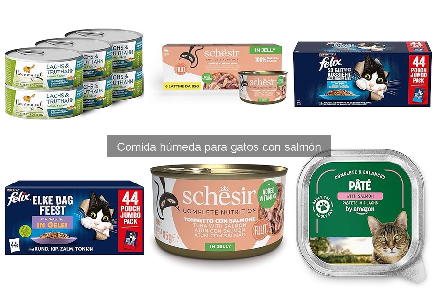 ¿Qué hacer si tu gato no come comida húmeda de salmón?