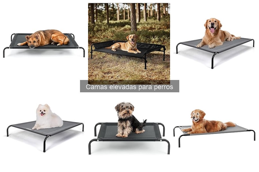 ¿Qué son las camas elevadas para perros? Beneficios y características