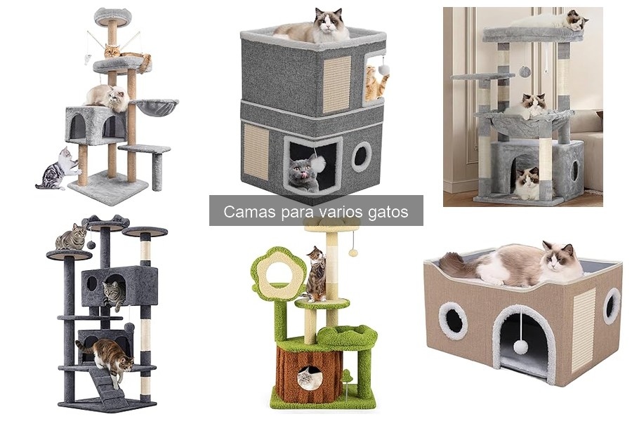 ¿Qué tamaño de cama elegir para mis gatos? Guía de compra