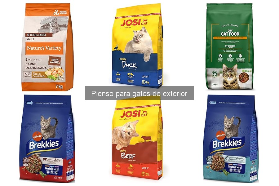 Señales de que tu gato necesita cambiar su dieta