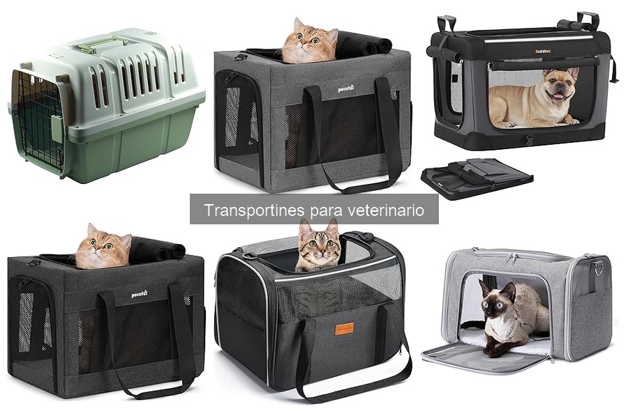 Tipos de transportines para veterinario: guía completa