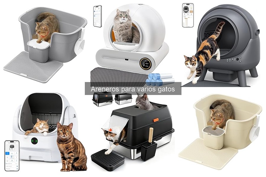Ventajas de usar un arenero para varios gatos